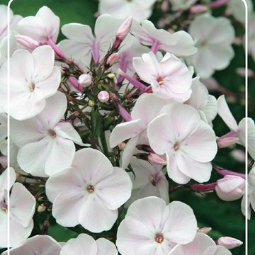 Phlox 'Monica Lynden-Bell'