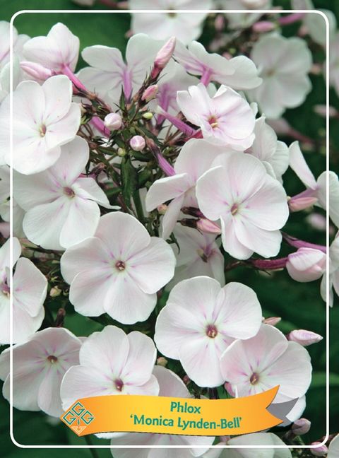 Phlox 'Monica Lynden-Bell'