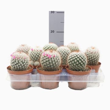 Mammillaria bombycina