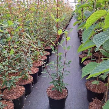 Acer griseum