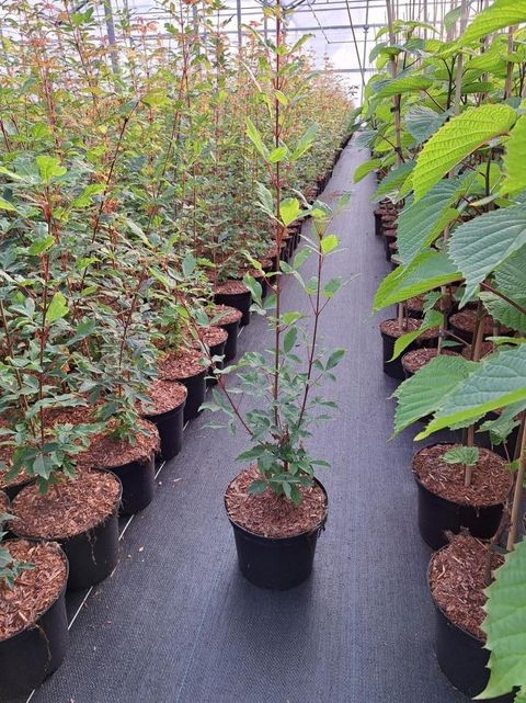 Acer griseum