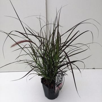 Pennisetum advena 'Rubrum'
