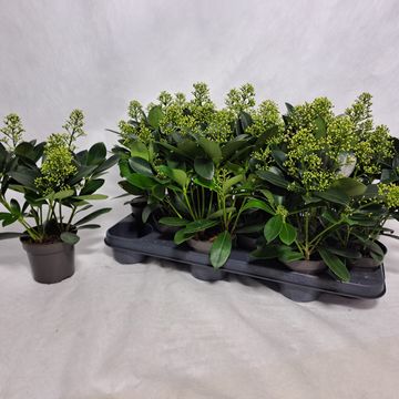 Skimmia japonica 'Finchy'