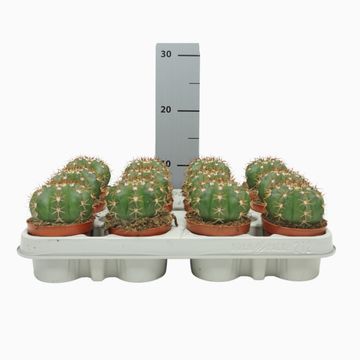 Melocactus matanzanus