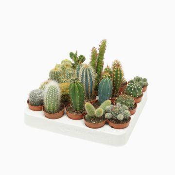 Cactus MIX