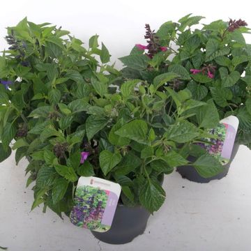 Salvia HYBRIDS MIX