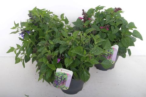 Salvia HYBRIDS MIX