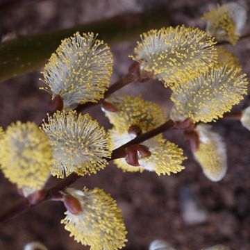 Salix caprea 'Kilmarnock'