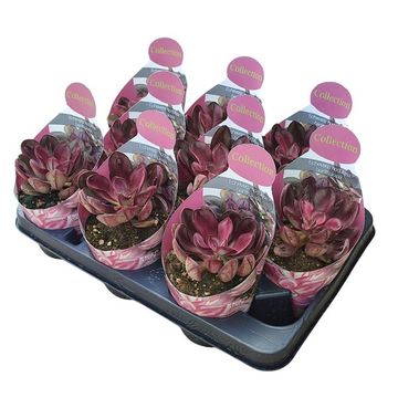 Echeveria nodulosa 'Maruba Beni-tsukasa'