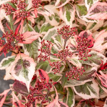Hydrangea serrata EUPHORIA PINK