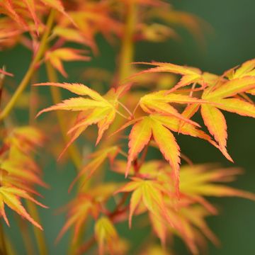 Acer palmatum 'Katsura'