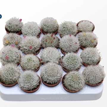Mammillaria bocasana
