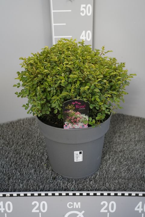 Rosa LILLY ROSE WONDER 5