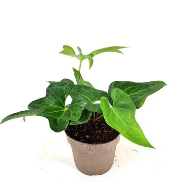 Anthurium podophyllum