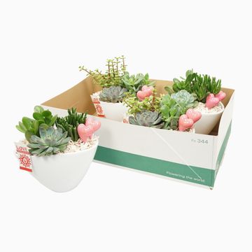 Arrangement Houseplants