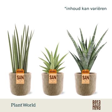 Sansevieria MIX