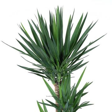 Yucca elephantipes