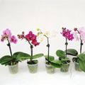 Phalaenopsis MIX