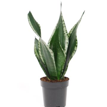 Sansevieria trifasciata 'Silver Flame'
