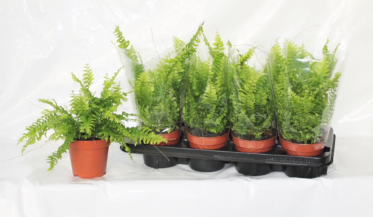 Felce Di Boston Nephrolepis - Pianta Da Interno 25-35 Cm, Folta E Sempreverde - 2