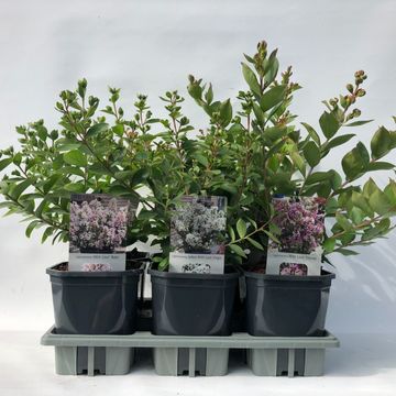 Lagerstroemia indica