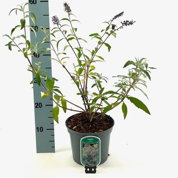 Buddleja davidii 'Ile de France'