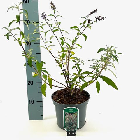 Buddleja davidii 'Ile de France'