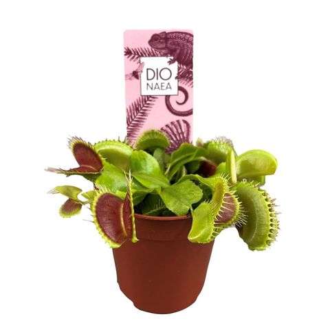 Dionaea muscipula