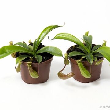 Nepenthes alata