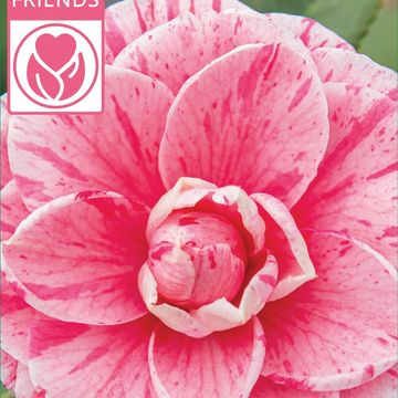 Camellia japonica 'Bonomiana'