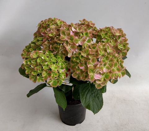 Hydrangea macrophylla HOVARIA SUMMERGREEN