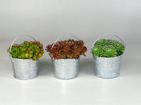 Sempervivum MIX