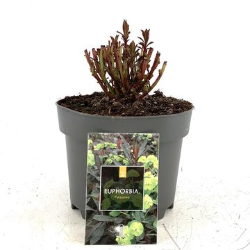 Euphorbia amygdaloides 'Purpurea'