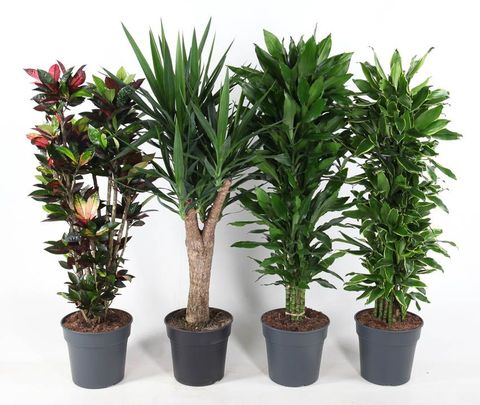 Piante da interno MIX