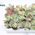 Kalanchoe thyrsiflora 'Variegata'