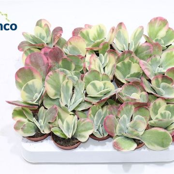 Kalanchoe thyrsiflora 'Variegata'