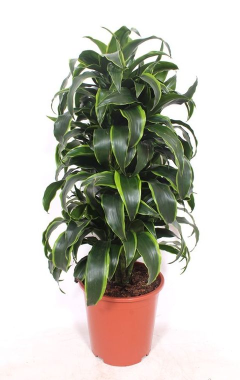 Dracaena fragrans 'Dorado'