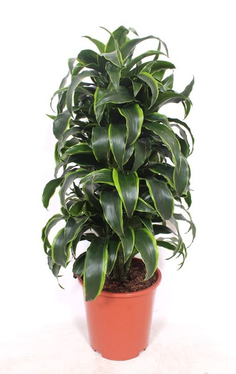 Dracaena fragrans 'Dorado' en Terra Cotta main image 0
