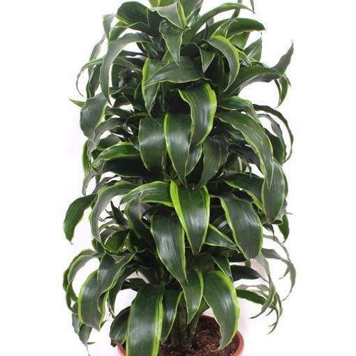 Dracaena fragrans 'Dorado'