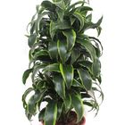 Dracaena fragrans 'Dorado'