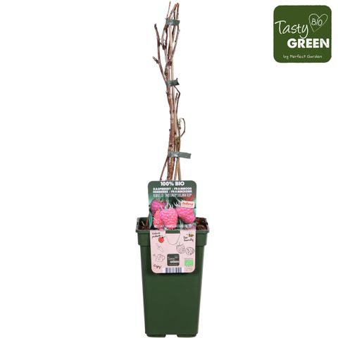 Rubus idaeus TWOTIMER SUGANA RED