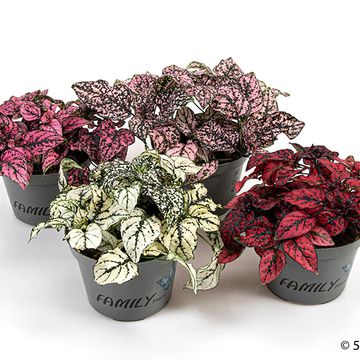 Hypoestes phyllostachya