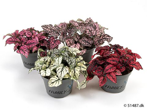 Hypoestes phyllostachya