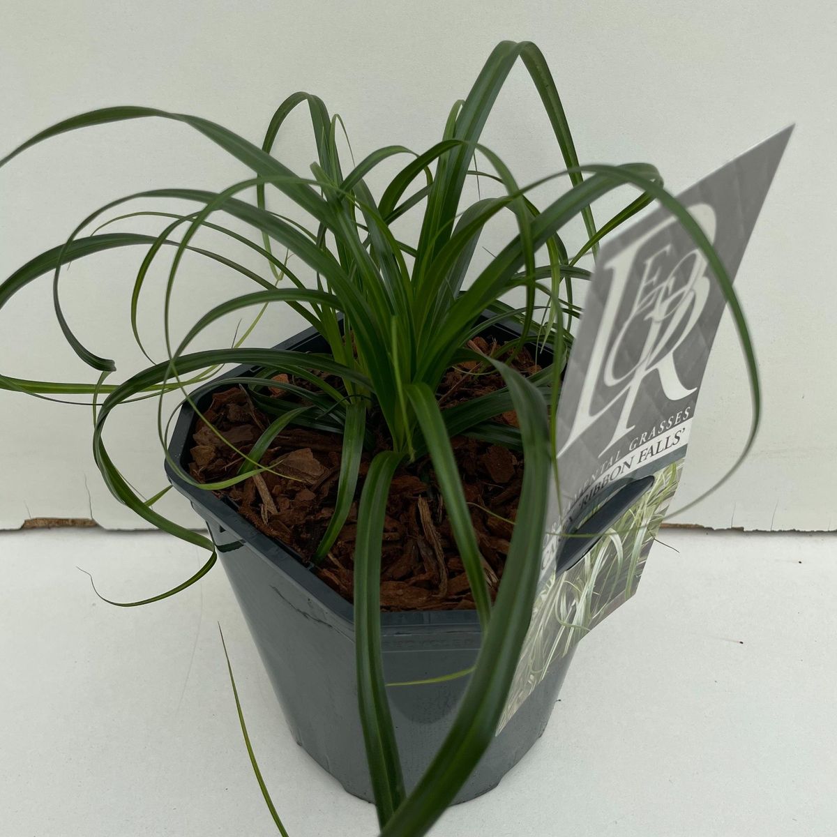 Carex RIBBON FALLS — Groothandel in planten FlorAccess