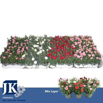 Dianthus MIX