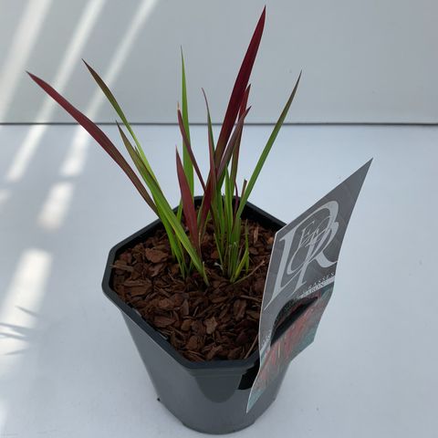 Imperata cylindrica 'Red Baron'