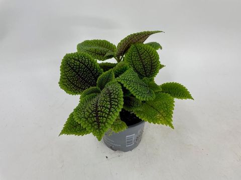 Pilea mollis 'Moon Valley'