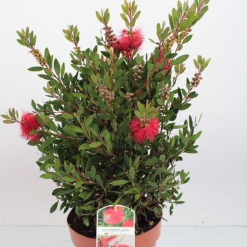 Callistemon laevis