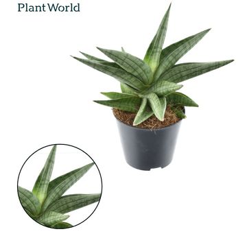 Sansevieria 'Helios'