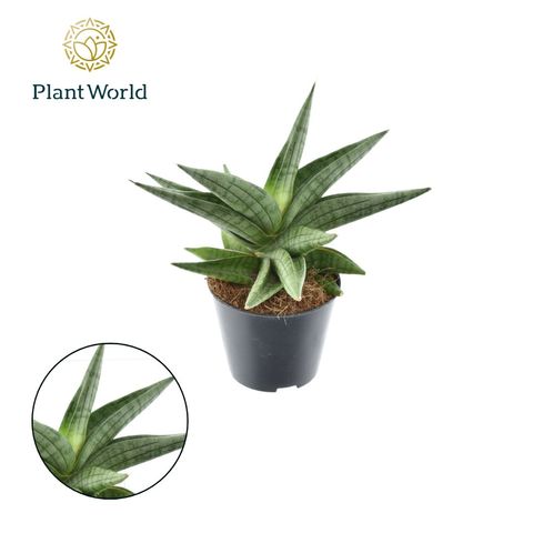 Sansevieria 'Helios'
